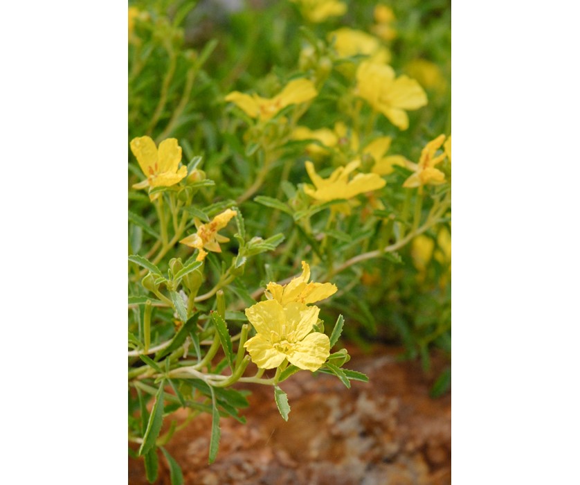 Prairie Lode Sundrops